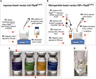 Proof of Concept for Prevention of Natural Colonization by Oral Needle-Free Administration of a Microparticle Vaccine